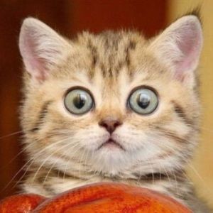 Meet your Posher, Ela